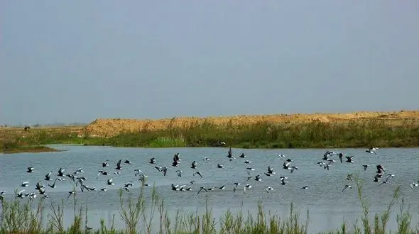 رصد زیستگاه پرندگان مهاجر در لرستان/آنفولانزای فوق حاد پرندگان جدی است!