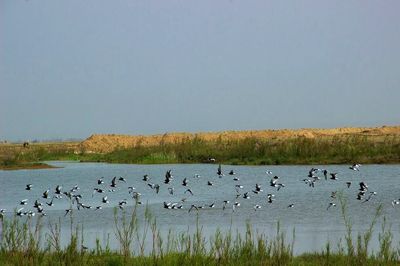 رصد زیستگاه پرندگان مهاجر در لرستان/آنفولانزای فوق حاد پرندگان جدی است!