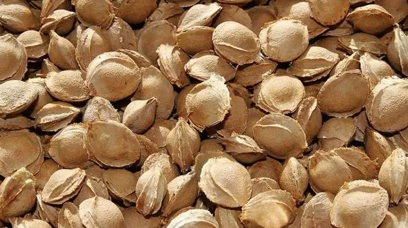 هسته 5 میوه ای که مرگبار است