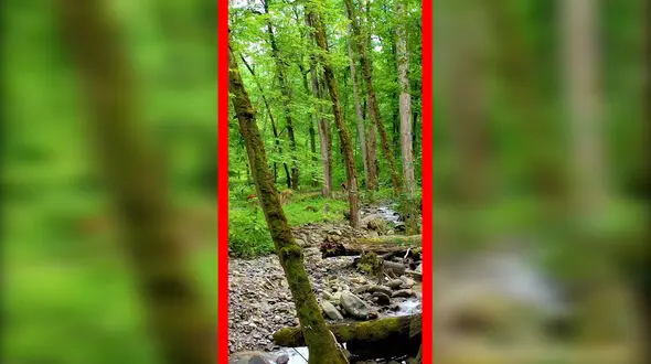 فیلم مسیر جنگلی دیدنی لفور در گالشکلا