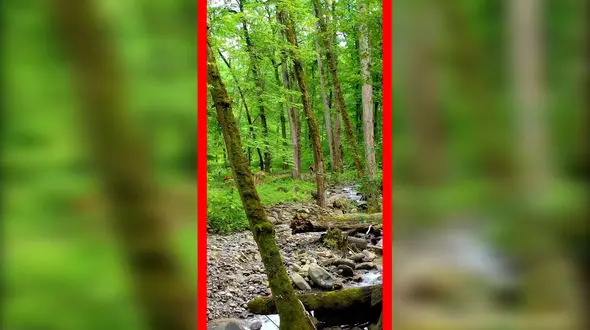 فیلم مسیر جنگلی دیدنی لفور در گالشکلا