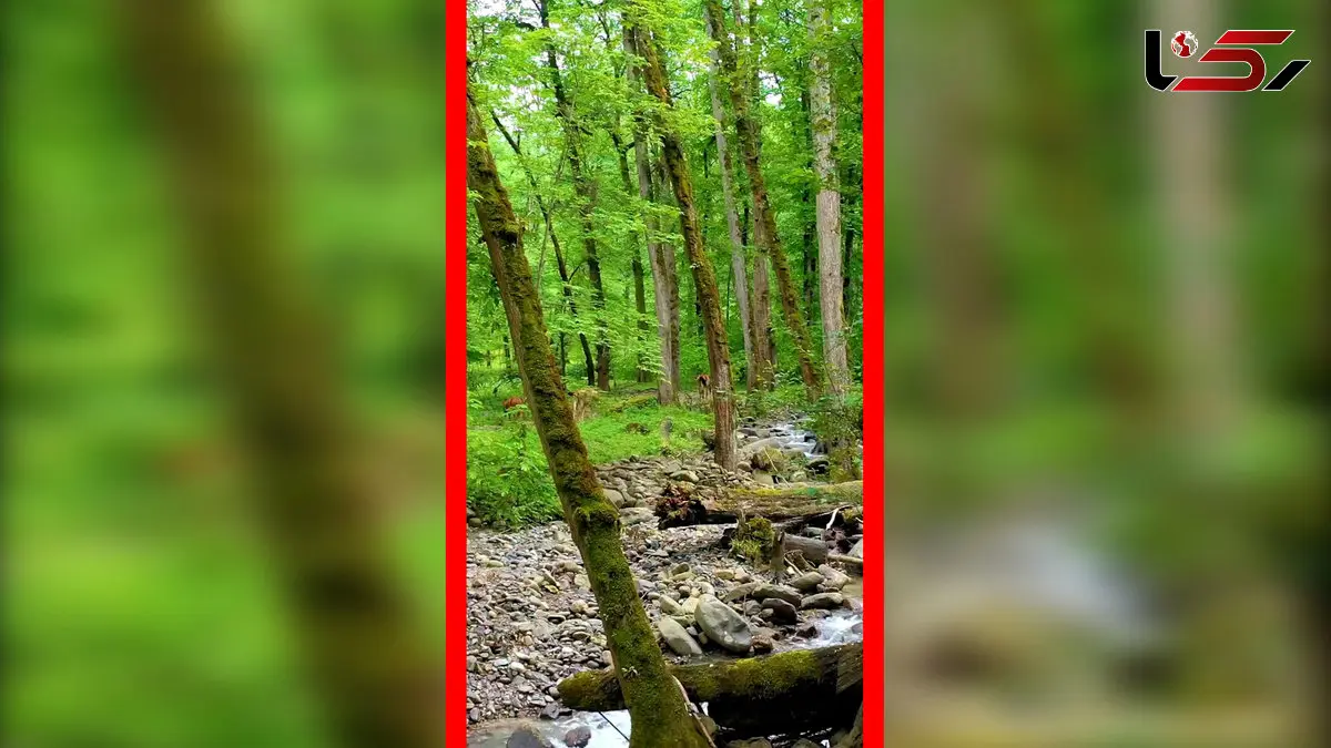 فیلم مسیر جنگلی دیدنی لفور در گالشکلا