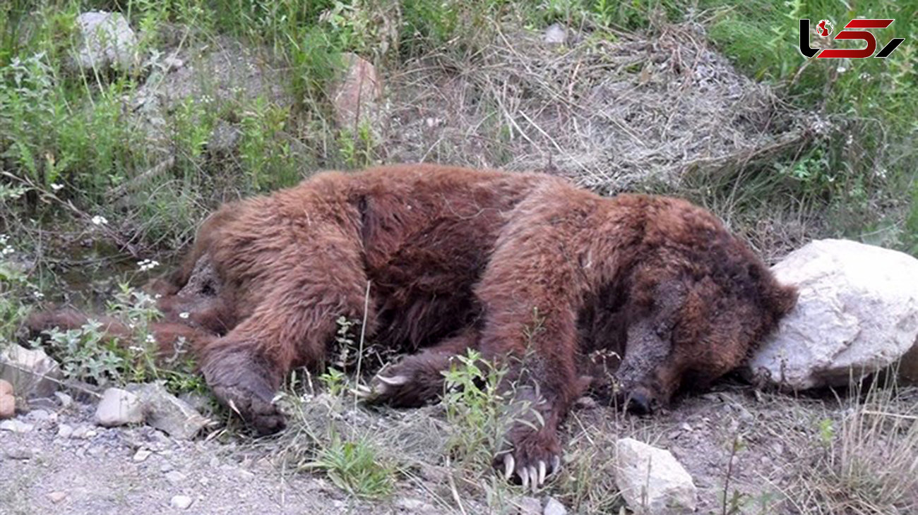  شکار خرس قهوه‌ای کشف‌شده در آمل با اسلحه شکاری /درخواست کمک از دوستداران حیات وحش