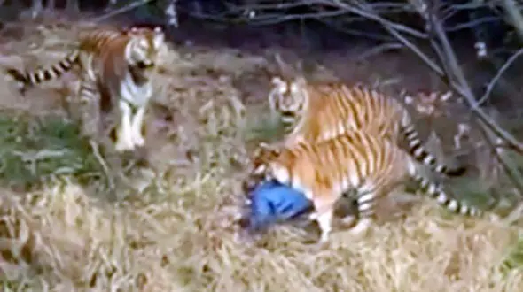 3 ببر مردی را در برابر چشمان همسر و دخترش دریدند /فیلم و عکس (14+)