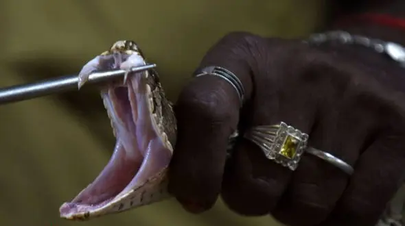 شغلی عجیب و خطرناک در هند+تصاویر