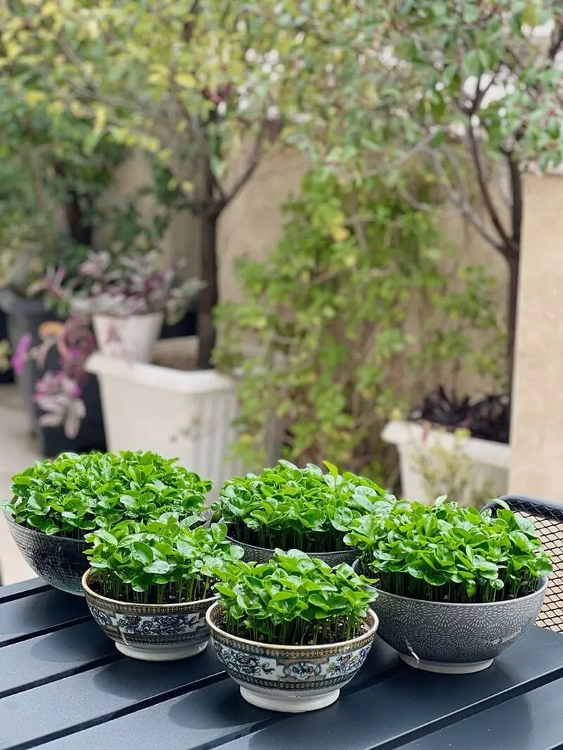 مدل سبزه عید ۱۴۰۵ | بهترین ایده های خلاقانه ساده و جذاب مدل سبزه عید ۱۴۰۵ مخصوص عروس هایی که میخوان سفره هفت سین شیکی داشته باشن!