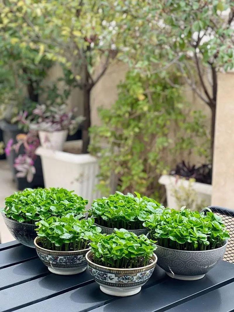 مدل سبزه عید ۱۴۰۵ | بهترین ایده های خلاقانه ساده و جذاب مدل سبزه عید ۱۴۰۵ مخصوص عروس هایی که میخوان سفره هفت سین شیکی داشته باشن!