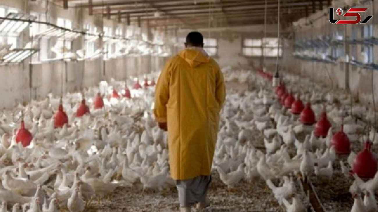 دولت هر چه سریع تر قیمت مرغ را اصلاح کند