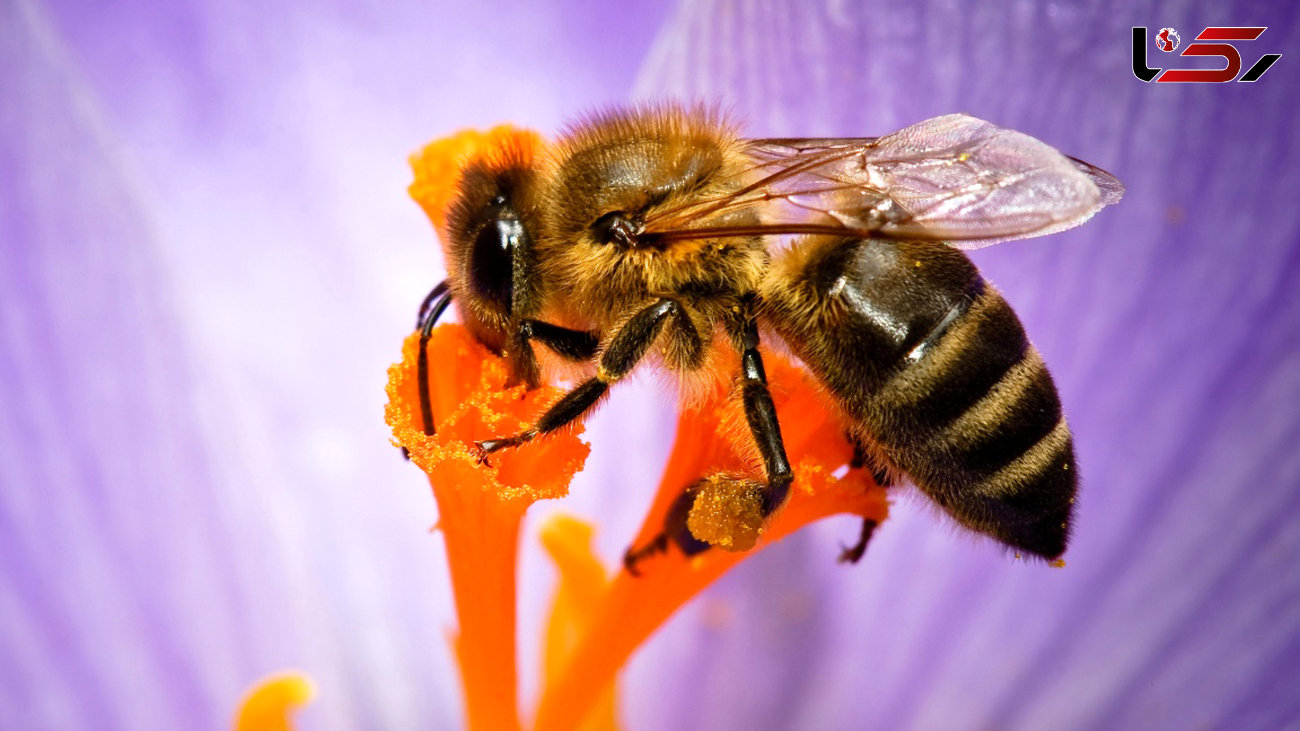 زنبور های عسل در تهدید آفت کش ها