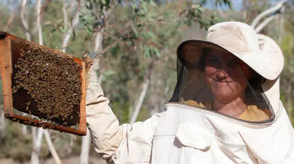 معلم ترکی که عاشق زنبورداری بود + عکس ها