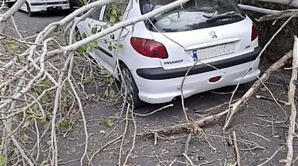 سقوط درخت چنار در خیابان انقلاب لاهیجان / 2 نفر مصدوم شدند