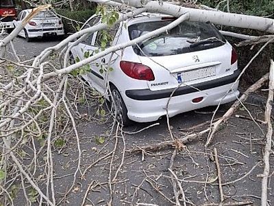 سقوط درخت چنار در خیابان انقلاب لاهیجان / 2 نفر مصدوم شدند