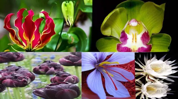 گران ترین گل های جهان شاخه ای سه میلیون پوند! +عکس