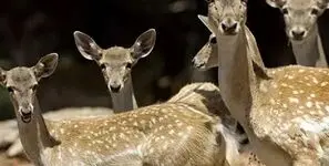 آهوهای خارک از جنگ فرار کردند؛ طبیعت ایران زیر آتش، سازمان‌های محیط‌زیستی کجای این فاجعه ایستاده‌اند؟