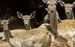 آهوهای خارک از جنگ فرار کردند؛ طبیعت ایران زیر آتش، سازمان‌های محیط‌زیستی کجای این فاجعه ایستاده‌اند؟