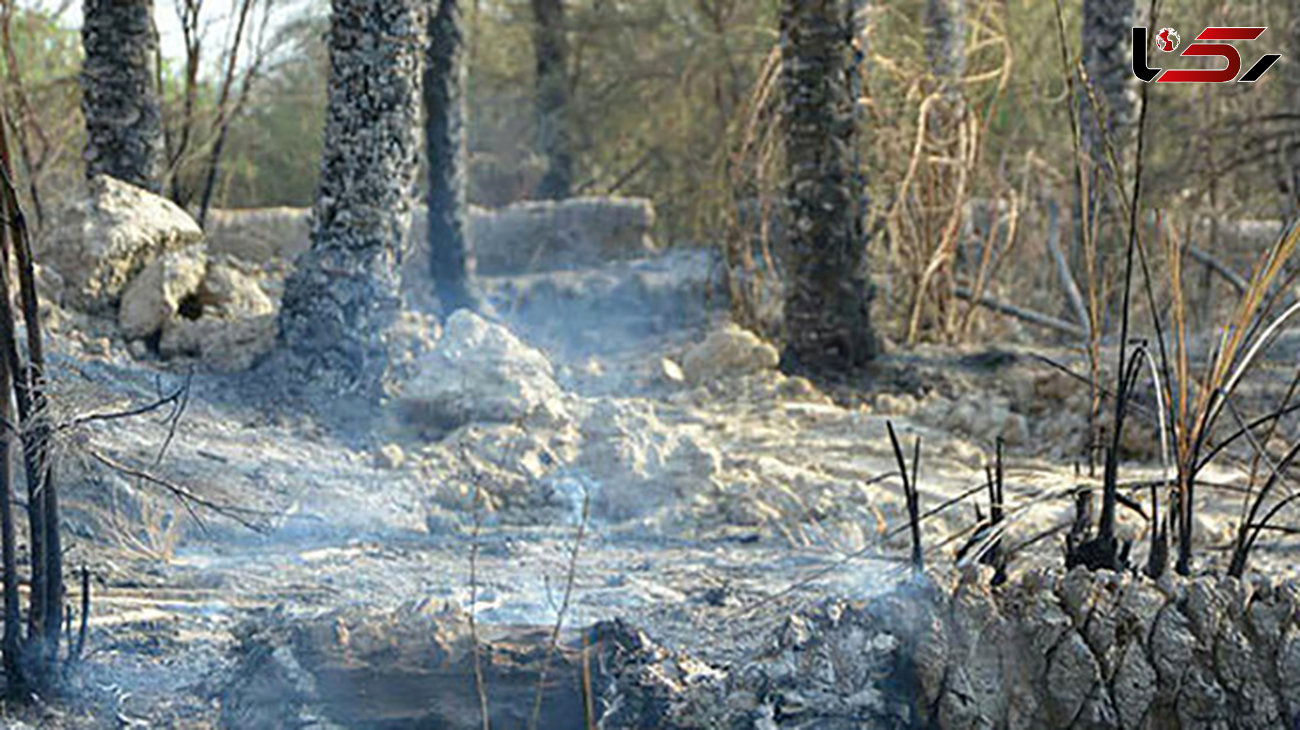 آتش سوزی در پارک جنگلی بیرجند