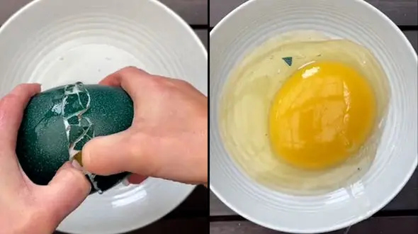 ببینید / تخم عجیب و خاص پرنده ای به نام emu + فیلم 