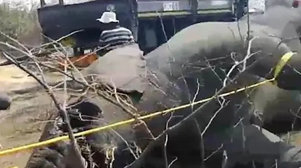 9 فیل با هم مردند + تصاویر