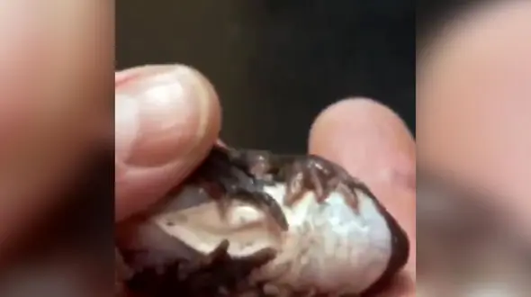 عجیب ترین قورباغه چه زندگی دارد؟ + فیلم