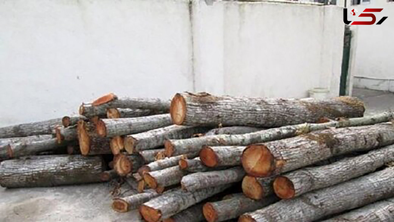  بازداشت عاملان قطع درخت در منطقه حفاظت شده کرائی 