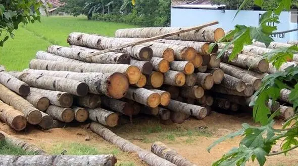 روستائیان پای کار بیاییند/ از چوب نان دربیاورید!