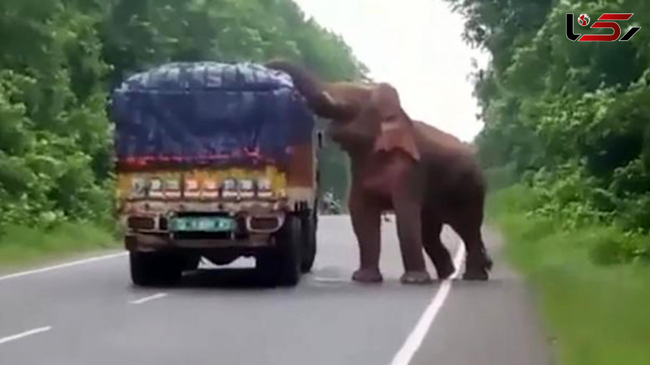 حمله فیل گرسنه به کامیون سیب‌زمینی + عکس 