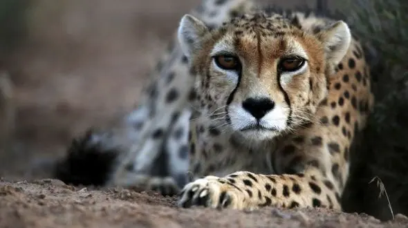 "ایران" را با آجر که نمی توانستیم بارور کنیم