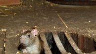 نقش موش‌ها در تولید بیماری‌ های ناشناخته آینده