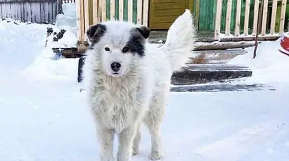 نجات جان پسر بچه رها شده توسط سگ قهرمان 