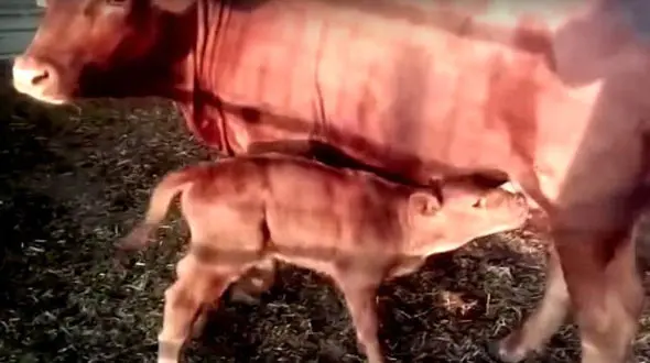 تولد گوساله قرمز یهودیان پس از 2000سال
