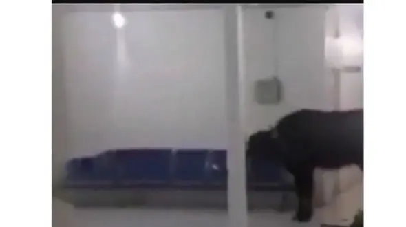 فیلم حمله وحشت آور گاومیش به ساختمان یک ساختمان مهم در اهواز + عکس