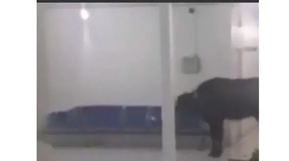 فیلم حمله وحشت آور گاومیش به ساختمان یک ساختمان مهم در اهواز + عکس