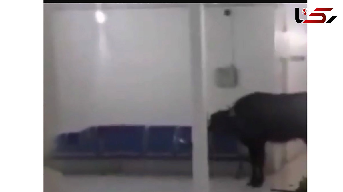 فیلم حمله وحشت آور گاومیش به ساختمان یک ساختمان مهم در اهواز + عکس