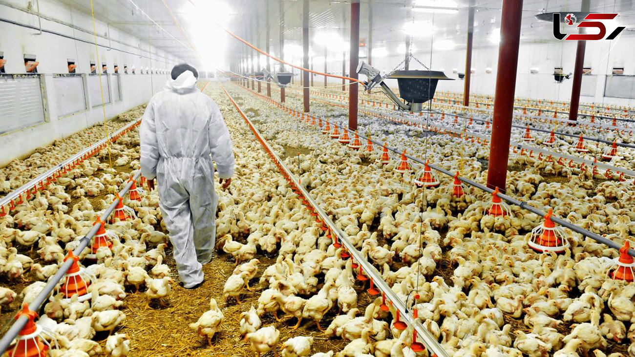 کاهش قیمت تخم مرغ مرغداران را حذف می کند / قیمت جدید تخم مرغ به زودی اعلام می شود 