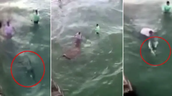 شکار کوسه خطرناک با دستهای خالی+فیلم 