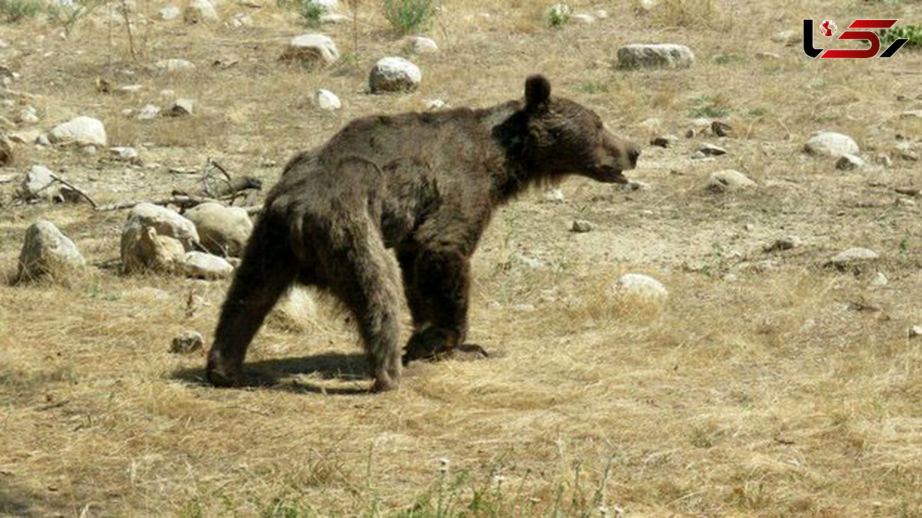 خرس قهوه ای پارک ملی گلستان تلف شد!