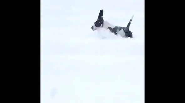 دویدن سگ ها در دل برف / فیلم