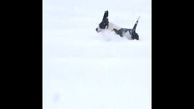 دویدن سگ ها در دل برف / فیلم