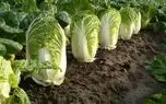 آبرسانی بدن در پاییز و زمستان با کاهو