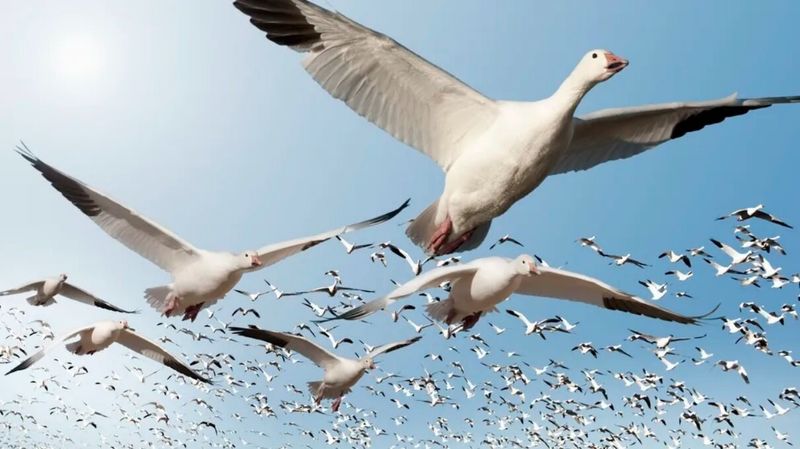 پرنده‌ها چطور در جریان مهاجرت، راهشان را گم نمی‌کنند؟