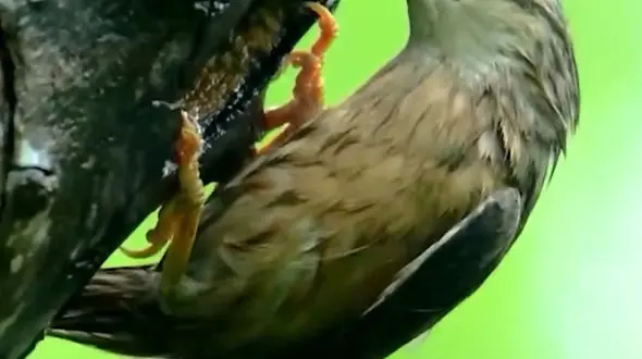 از مادرانه در حیات وحش تا درگیری بین 2 گروه از بابون ها 