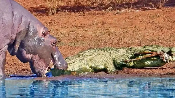 عصبانیت تمساح؛ اسب آبی دم او را کشید و واکنش عجیبی دید + فیلم