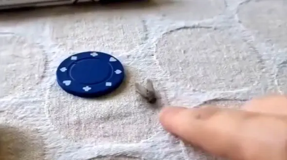 فیلم حیرت انگیز / یک ایرانی  مگس را هم تربیت کرد! / ببینید مگس چه می کند ؟! / مخ تان سوت می کشد !