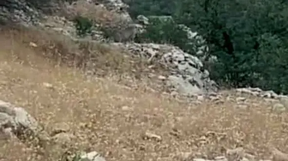  اهالی بخش قارون خوزستان این پلنگ را در هنگام خروج از لانه دیده اند/فیلم 