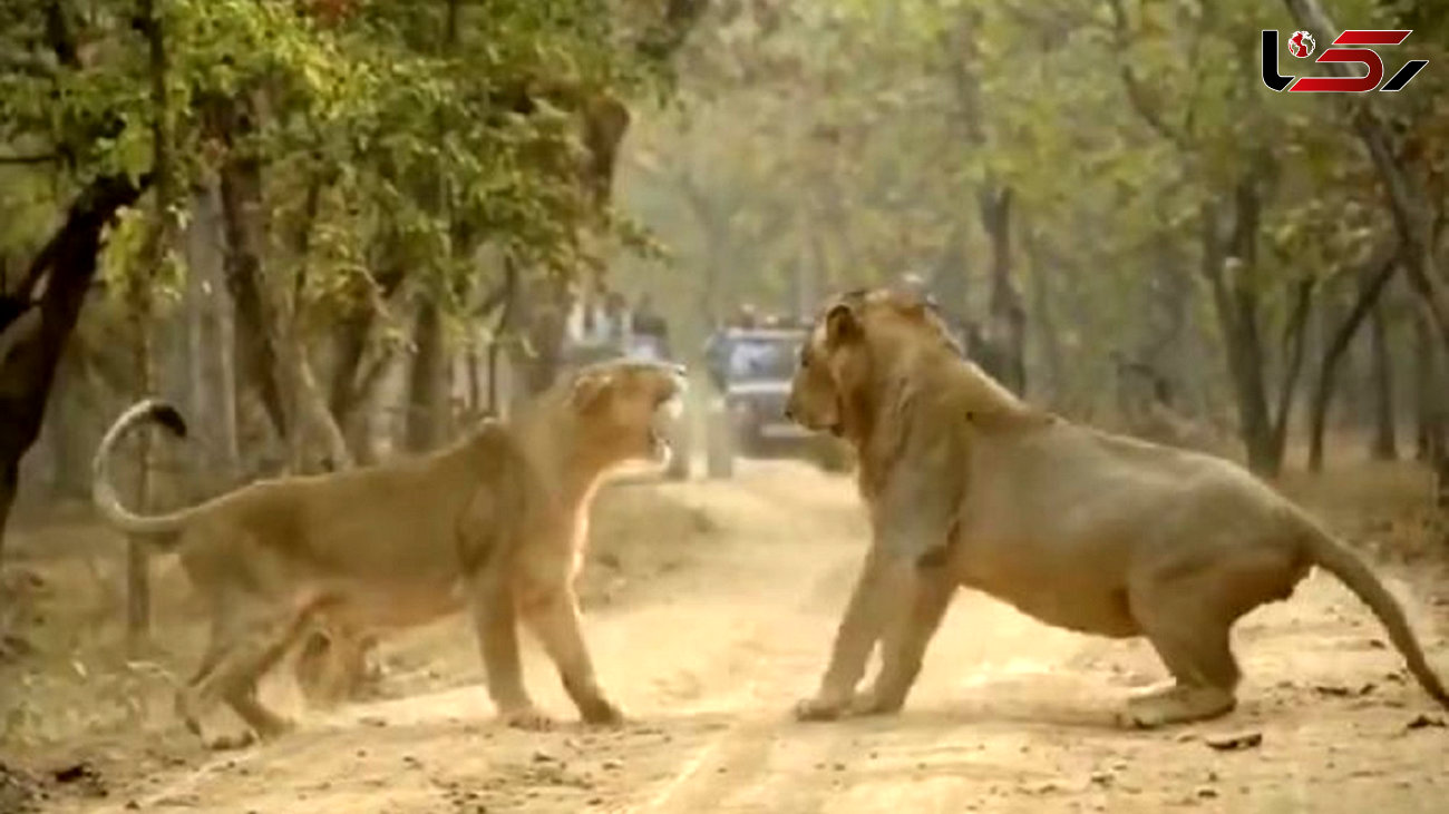 لحظه رویارویی دو شیر در پارک ملی هند