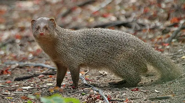 ببینید / لحظه شکار پرنده شانس توسط خدنگ + فیلم