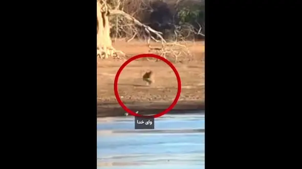 فیلم نجات معجزه‌آسا گوزن خالدار توسط کروکدیل‌ها در پارک ملی یالا