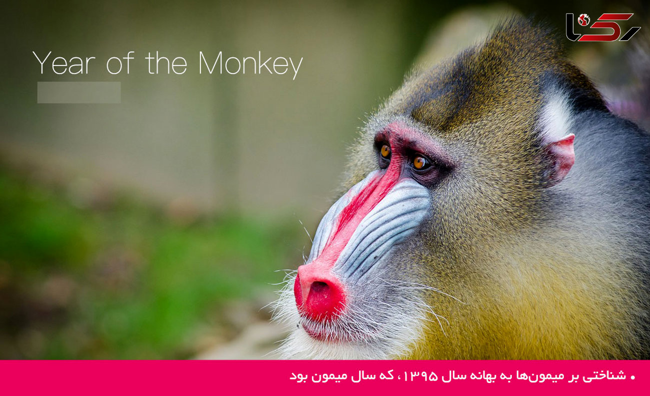 شناختی بر میمون‌ها به بهانه سال ۱۳۹۵