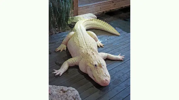 تمساح سفید پوست دیده اید؟ + عکس