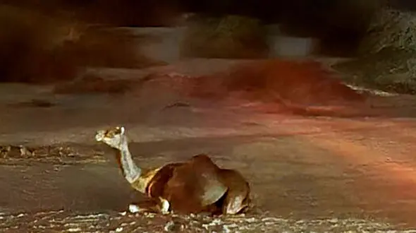 تصادف با شتر جان موتورسوار مینابی را گرفت / دو نفر دیگر مصدوم شدند